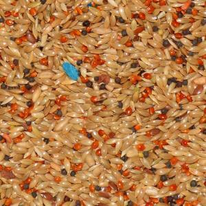 Volkman Avian Science Canary Domestic Bird Food