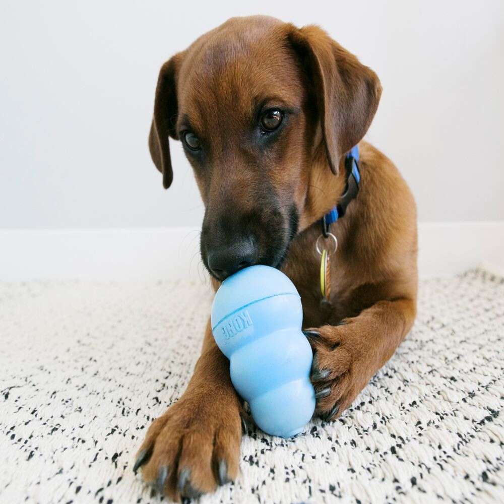 Stamboom vrijgesteld sympathie Kong Puppy Dog Toy - OK Feed & Pet Supply